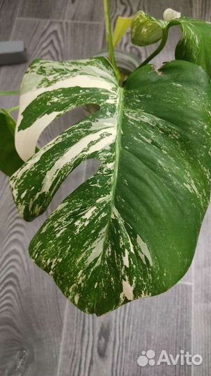Монстера вариегатная альба