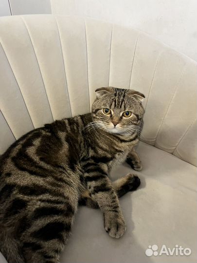 Британский кот вязка