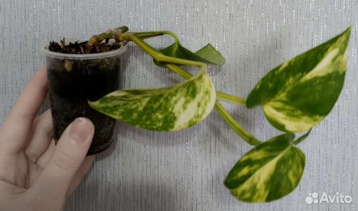 Эпипремнум. Сциндапсус Трейби Экзотика