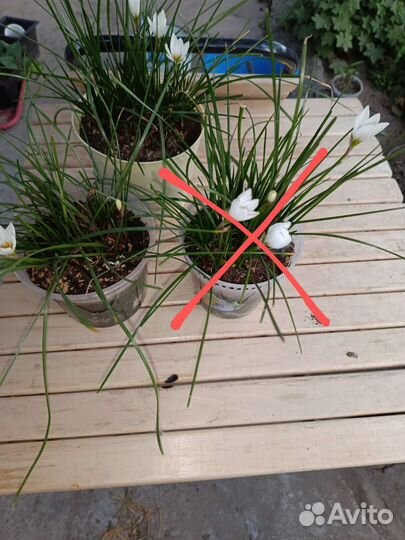 Комнатные растения/Зефирантес