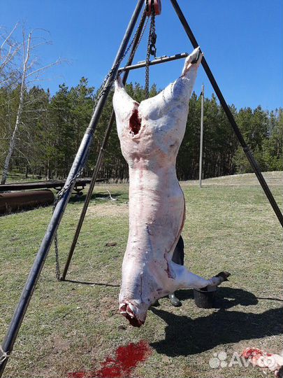 Мясо деревенское-телятина,конина,баранина