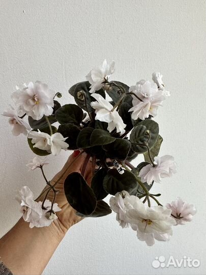 Сортовые фиалки мини