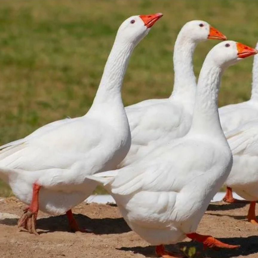 glamur yalangoch ayollar