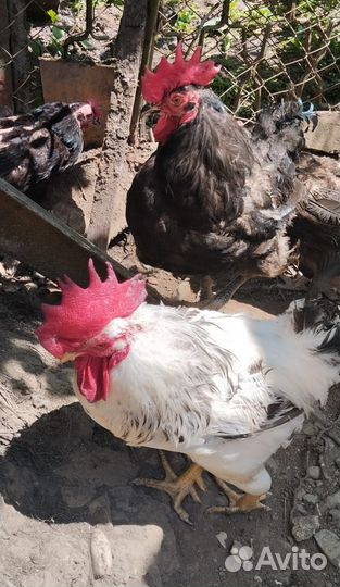 Петухи домашние