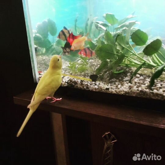 Обслуживание аквариумов