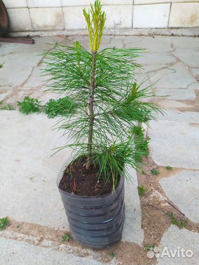 Кедр (сосна кедровая сибирская)