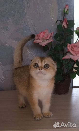 Шотландская вислоухая