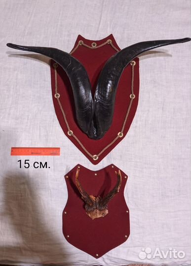 Рога горного барана