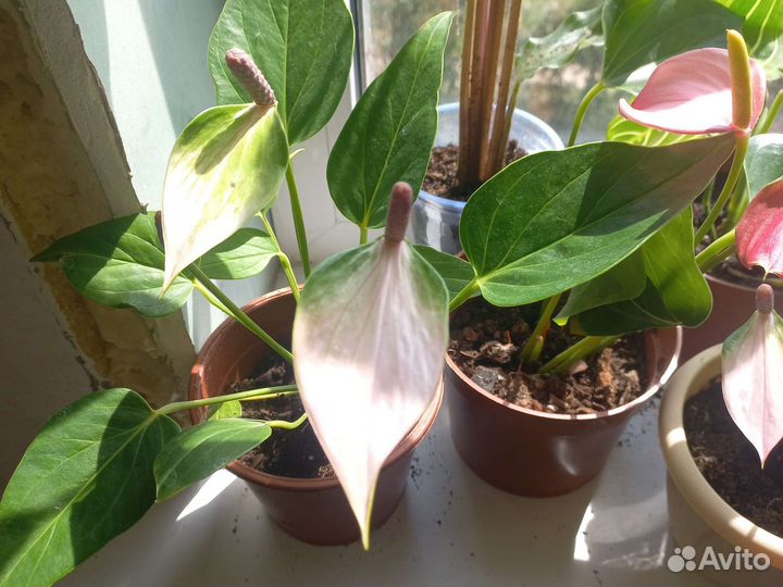 Растения До августа 25 неактуально