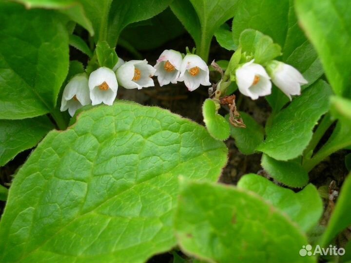 Красника, семена