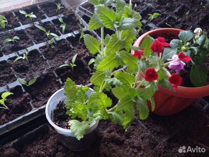 Вербена ампельная, ярко красного цвета