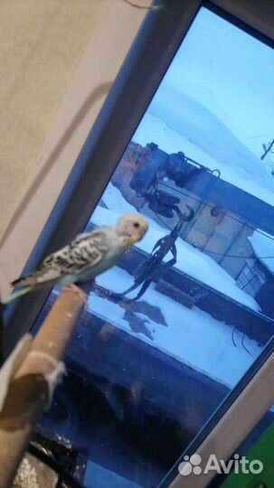 Птенец попугая 1.5 месяца