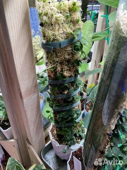 Тотем для растений (опора)