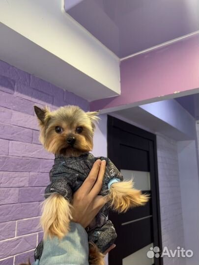 Йоркширский терьер щенки