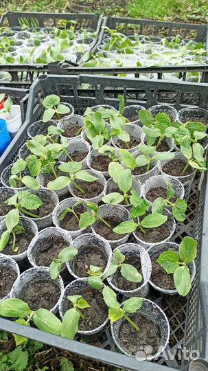 Рассада огурцов