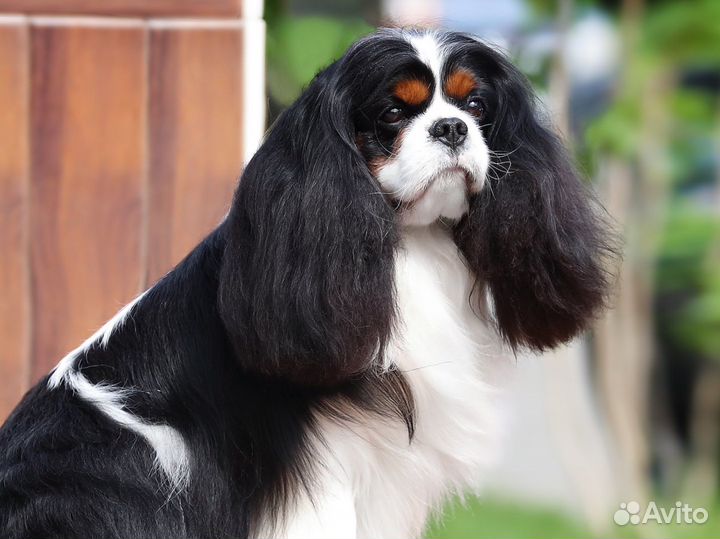 Вязка кавалер кинг чарльз спаниель