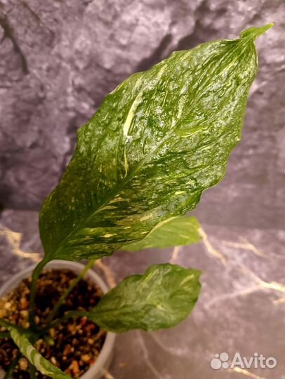 Спатифиллум Джемени