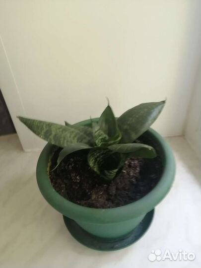 Сансевиерия