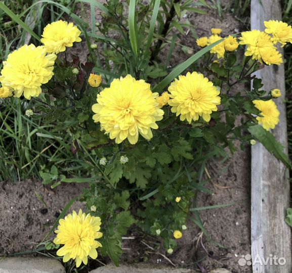 Хризантемы