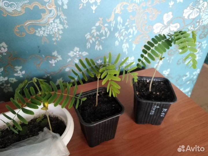 Тамаринд семена