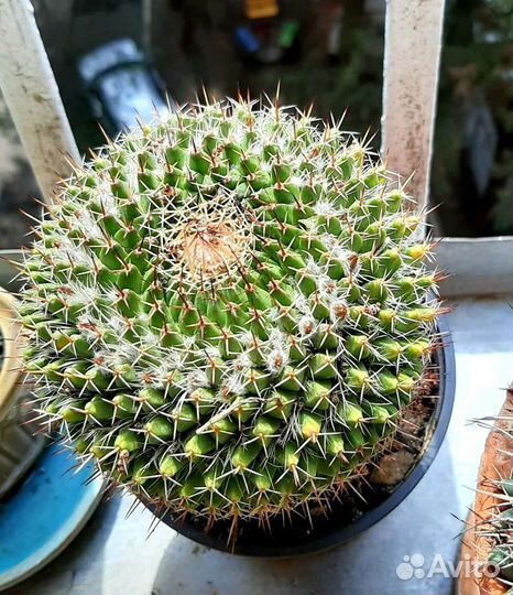 Кактус
