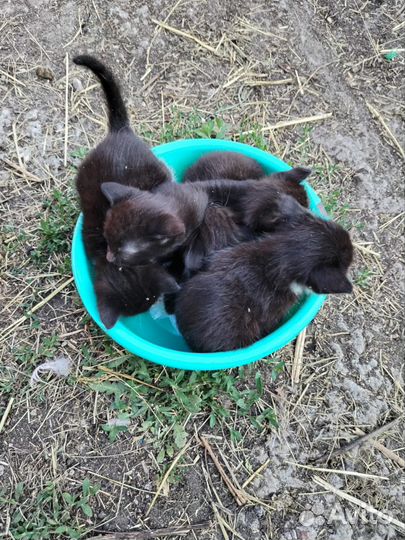 Котята в добрые руки 1 месяц