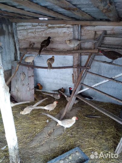 Павлины,фазаны