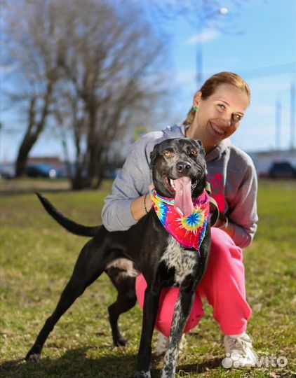 Собака в добрые руки, Витас