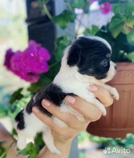 Чихуахуа коровки мерль