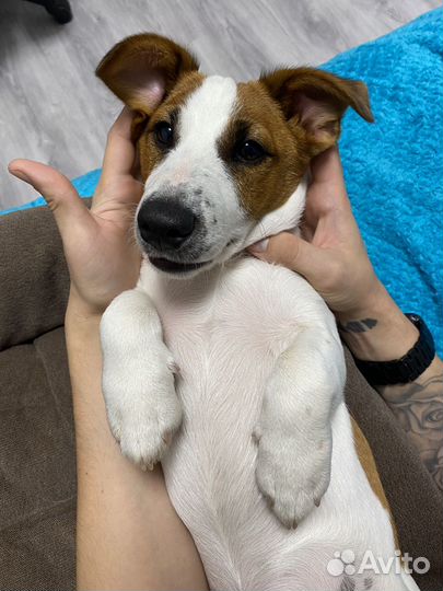 Джек рассел терьер