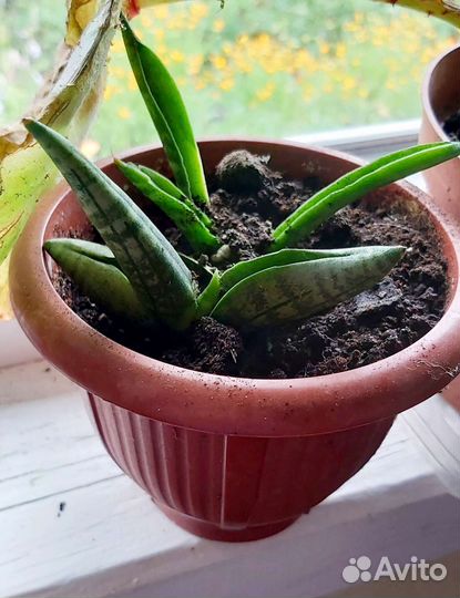 Сансивиерия