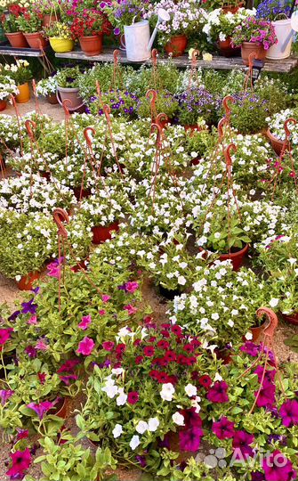 Петуния калибрахоа вегетативные маточники Кашпо