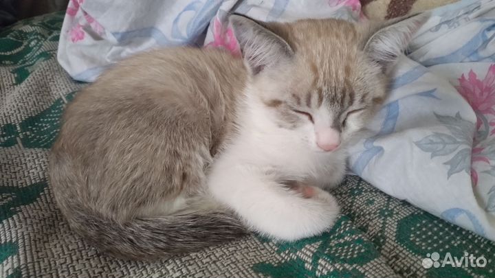 Котёнок с серо-голубыми глазами