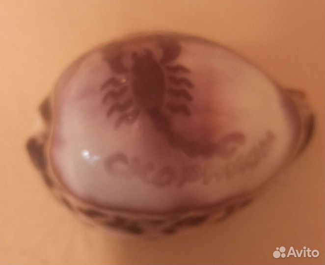 Морские ракушки