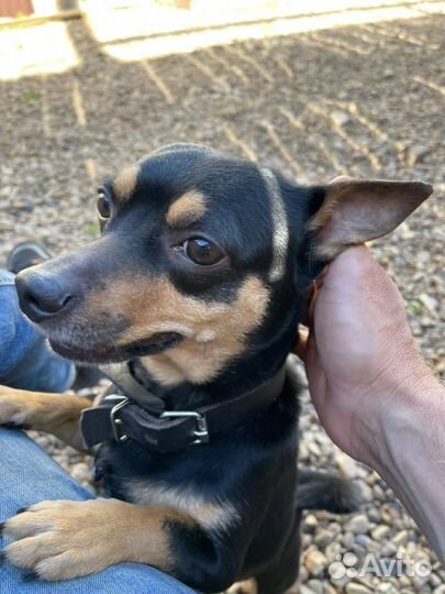 Передержка/зоогостиница для собак и кошек