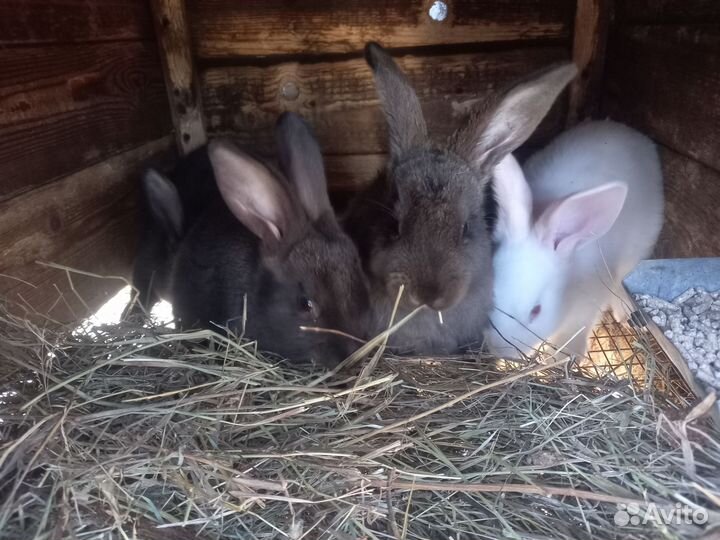 Крольчата мясных пород