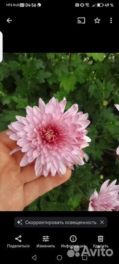 Хризантемы