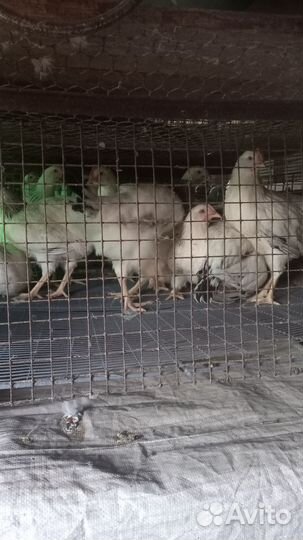 Куры, курочка молодка