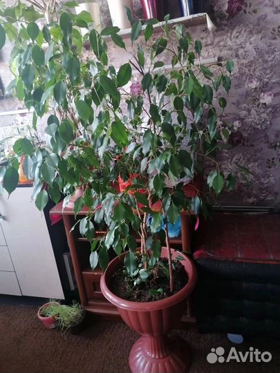 Фикус бенджамина