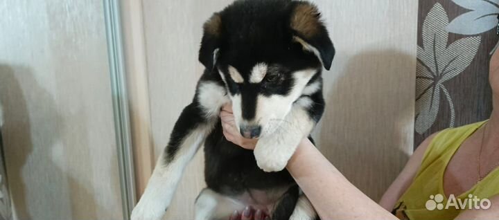 Щенок Сибирский хаски