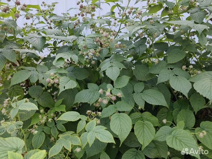 Саженцы малины