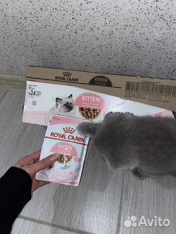 Корм для кошек royal canin