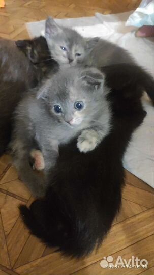Кошка бесплатно