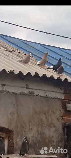 Голуби курские