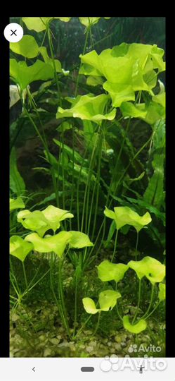 Аквариумные растения прополка