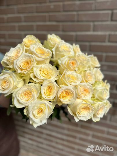Цветы / Розы 25 51 101 / Букеты с доставкой