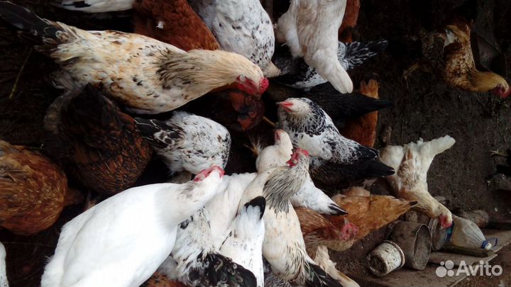 Инкубационное яйцо,петушки молодые