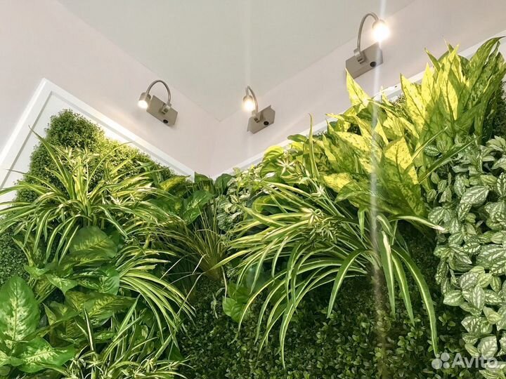 Хлорофитум - влаголюбивый комнатный цветок