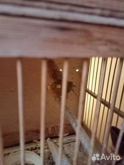 Кенеры и канарейки