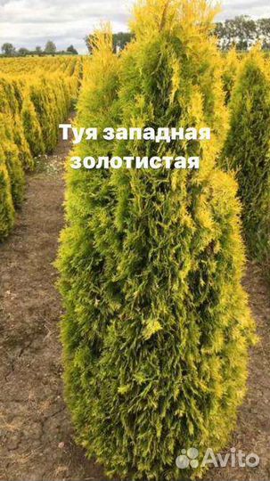 Инжир Брунсвик и даламатский, плодовые деревья